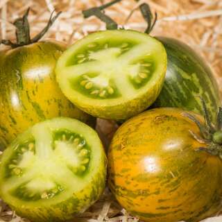 Tomate Zèbre Robecq - Solanum Lycopersicum - BIOSAMEN