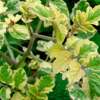 Tomate Variegated - Solanum Lycopersicum - BIOSAMEN