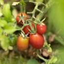 Tomate, Cherry Tomate Whippersnapper - Solanum...