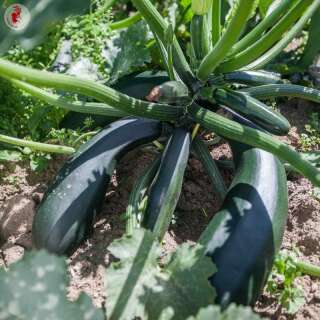 Zucchetti, Zucchini Zuboda - Cucurbita pepo - BIOSAMEN