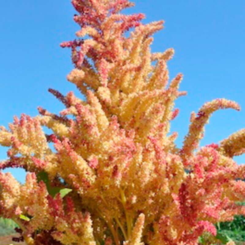 Amaranth Rio San Lorenzo - Amaranthus hypochondriacus - BIOSAMEN