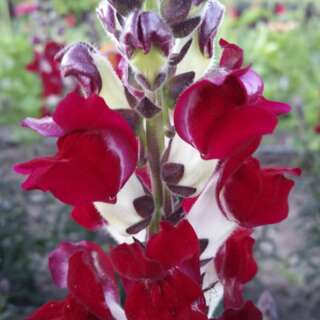 Löwenmaul Night And Day - Antirrhinum majus - BIOSAMEN