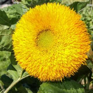 Sonnenblume Teddy Bear - Helianthus annuus - BIOSAMEN