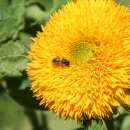 Sonnenblume Teddy Bear - Helianthus annuus - BIOSAMEN