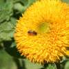 Sonnenblume Teddy Bear - Helianthus annuus - BIOSAMEN