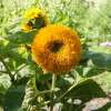 Sonnenblume Teddy Bear - Helianthus annuus - BIOSAMEN