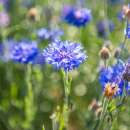 Kornblume, blau - Centaurea cyanus - BIOSAMEN