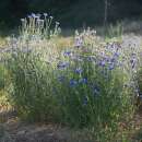 Kornblume, blau - Centaurea cyanus - BIOSAMEN