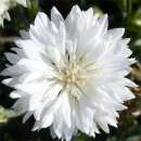 Kornblume, weiss - Centaurea cyanus - BIOSAMEN