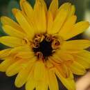Ringelblume Solar Flashback Mix - Calendula officinalis -...