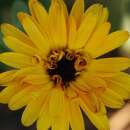 Ringelblume Solar Flashback Mix - Calendula officinalis - BIOSAMEN