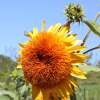 Sonnenblume Morning Sun - Helianthus annuus - BIOSAMEN