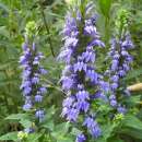 Lobelie - Lobelia syphilitica - BIOSAMEN