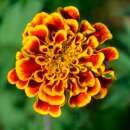 Tagetes, Studentenblume Sparkler Marigold - Tagetes patula - BIOSAMEN