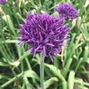 Zierlauch Violet Beauty - Allium - 5 Zwiebeln