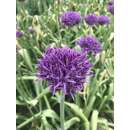 Zierlauch Violet Beauty - Allium - 5 Zwiebeln