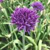 Zierlauch Violet Beauty - Allium - 5 Zwiebeln