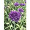 Zierlauch Violet Beauty - Allium - 5 Zwiebeln