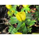 Winterling - Eranthis cilicica - 10 Knollen