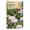Kornblume, rosa - Centaurea cyanus - BIOSAMEN