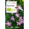 Pracht-Nelke (Wildblume) - Dianthus superbus - BIOSAMEN