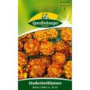 Studentenblume Bolero - Tagetes patula - Samen