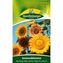 Sonnenblumen, Mischung hoher Sorten - Helianthus annuus -...