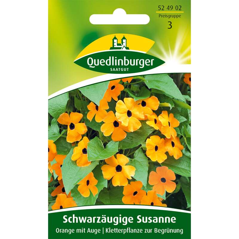 Schwarzäugige Susanne Orange mit Auge - Thunbergia alata - Samen