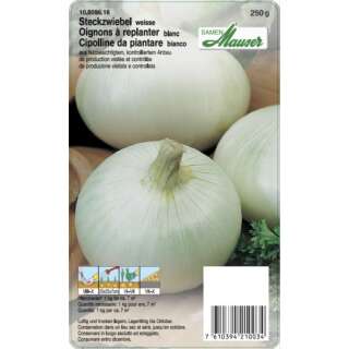 Weisse Zwiebel - Allium cepa - Winter-Steckzwiebeln 250 g