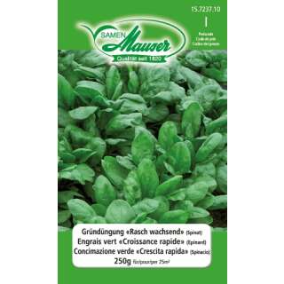 Gründüngung Spinat Raschwachsend - Spinacia oleracea - Samen