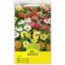 Zinnia Profusion Mix - Zinnia angustifola - Samen