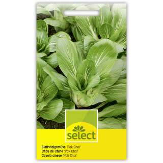 Blattstielgemüse Pak Choi - Brassica rapa var. Chinensis - Samen