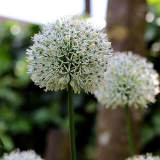 Zierlauch - Ping Pong Allium ameloprasum - 10 Zwiebeln