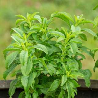 Stevia, Süsskraut - Stevia rebaudiana - BIOSAMEN