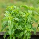 Stevia, Süsskraut - Stevia rebaudiana - BIOSAMEN