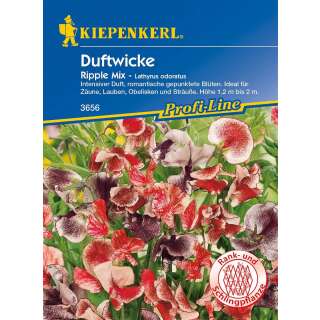 Wicke, Duftwicke Ripple Mix PROFILINE - Lathyrus odoratus - Samen