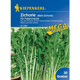 Zichorie (Blatt-Zichorie) für Futterzwecke, 30 g - Cichorium intybus - Samen