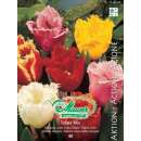 Crispa-Tulpe Mischung - Tulipa - 40 Zwiebeln