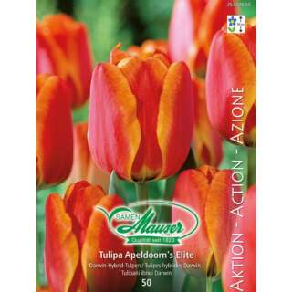 Darwin-Hybrid-Tulpe Apeldoorns Elite - Tulipa - 50 Zwiebeln