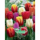 Triumph-Tulpe Mischung - Tulipa - 75 Zwiebeln