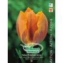 Frühe Tulpe Prinzessin Irene - Tulipa - 50 Zwiebeln