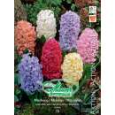 Hyazinthen Juno-Prachtmischung - Hyacinthus - 15 Knollen