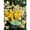 Tazetta-Narzissen Mischung - Narcissus - 15 Zwiebeln