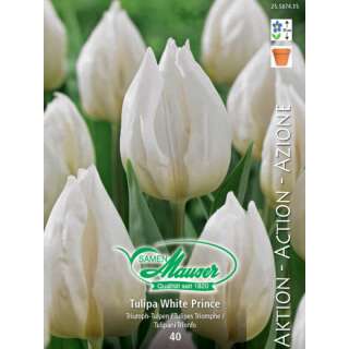 Späte Tulpe White Prince - Tulipa - 40 Zwiebeln