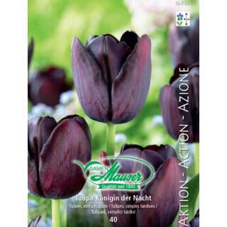 Späte Tulpe Königin der Nacht - Tulipa - 40 Zwiebeln