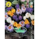 Krokus Pluto-Mischung - Crocus vernus - 100 Knollen