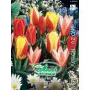 Greigii-Tulpe Pfauen-Mischung - Tulipa - 40 Zwiebeln