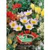 Botanische Tulpe Miniatur-Mischung - Tulipa - 50 Zwiebeln
