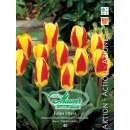 Kaufmanniana-Tulpe Stresa - Tulipa - 40 Zwiebeln