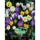 Kleinblumige-Krokus Mischung - Crocus vernus - 75 Knollen